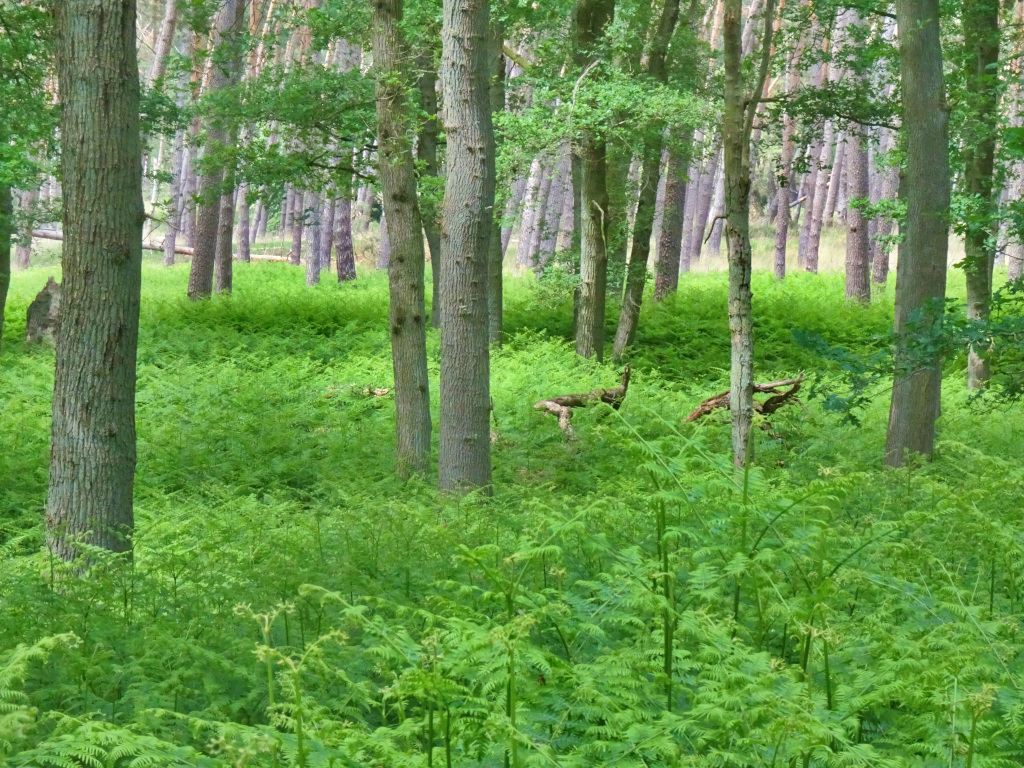 DSC08330c.JPG